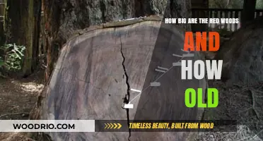 Majestic Redwoods: Unveiling Their Towering Heights and Ancient Ages