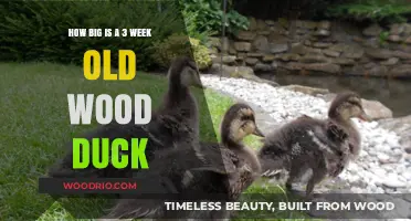 Wood Duck Growth: Size of a 3-Week-Old Hatchling Revealed