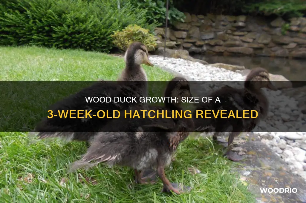 how big is a 3 week old wood duck