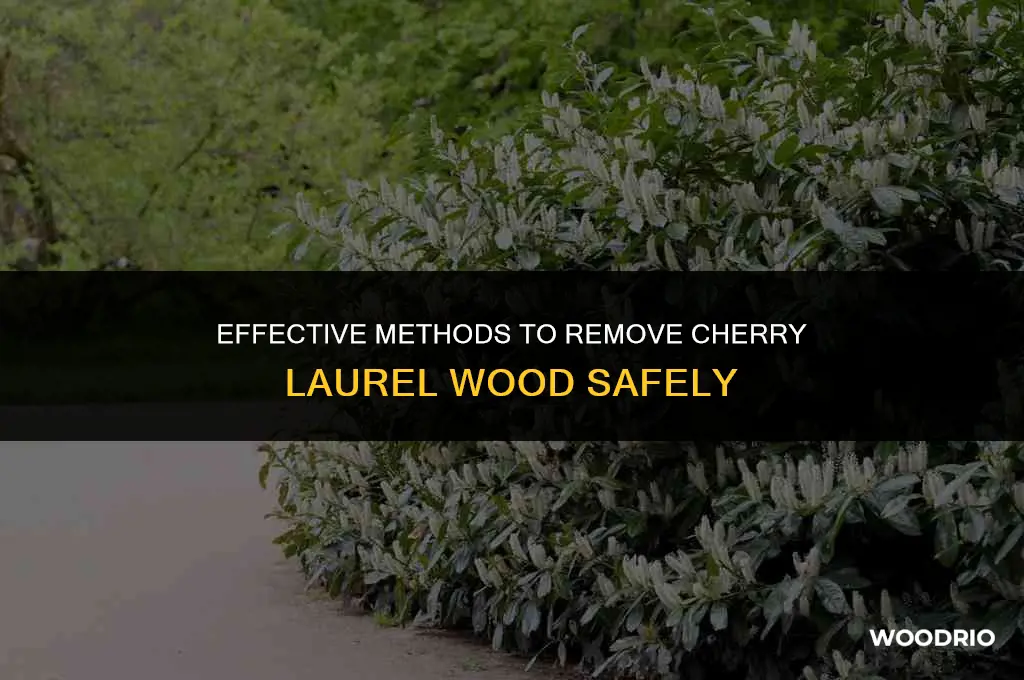 how can cherry laurel wood be removed