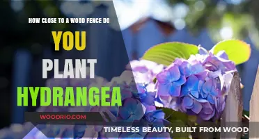 Planting Hydrangeas Near Wood Fences: Optimal Distance and Tips