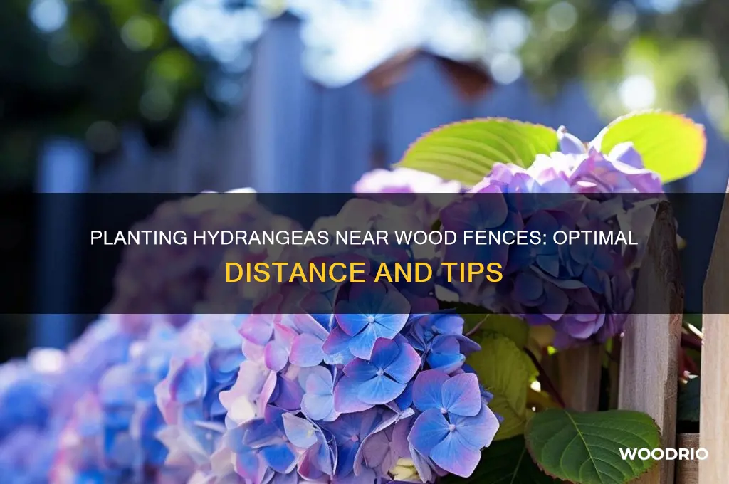 how close to a wood fence do you plant hydrangea