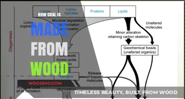 From Wood to Coal: Understanding the Ancient Transformation Process