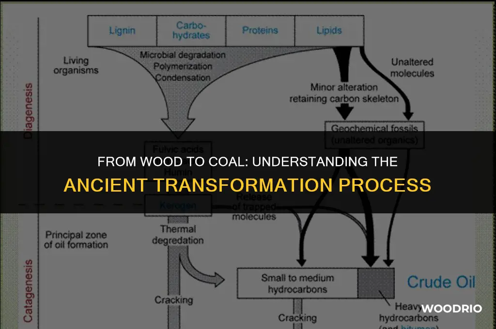 how coal is made from wood