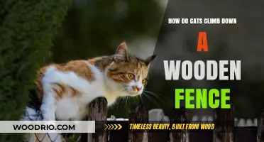 Cats' Agile Descent: Mastering the Art of Climbing Down Wooden Fences