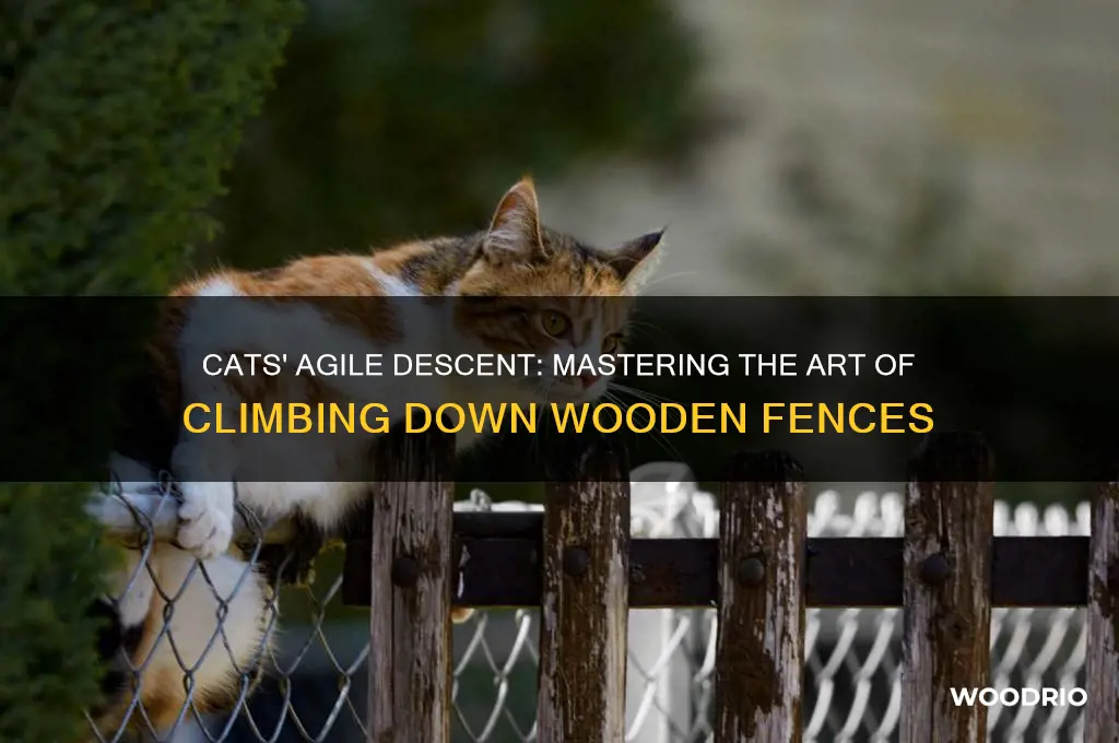 how do cats climb down a wooden fence