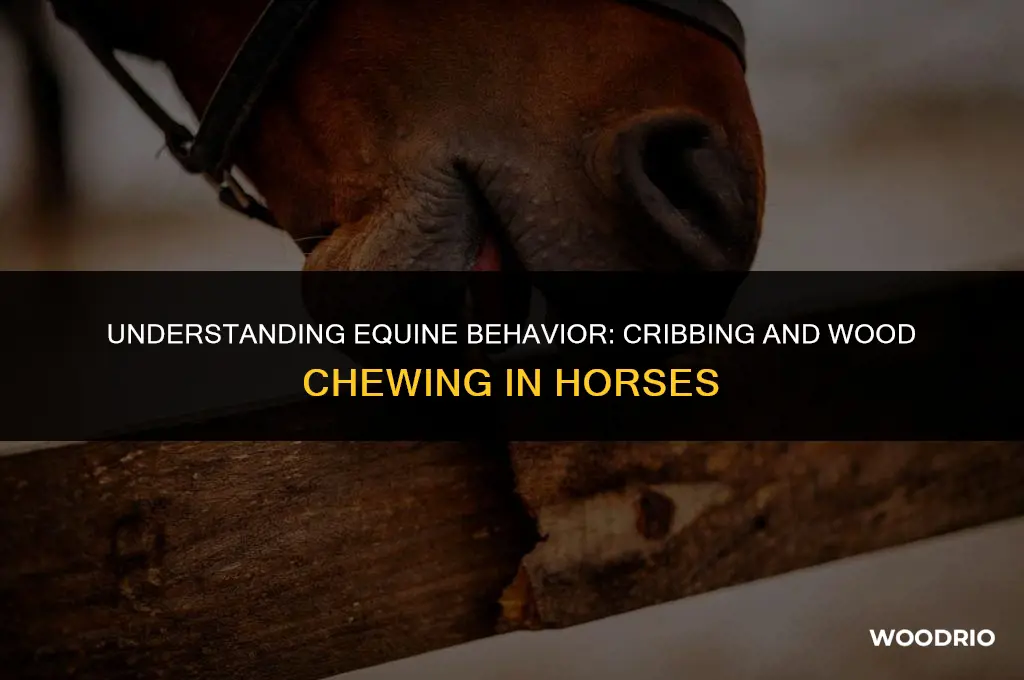 how do horses develop habits like cribbing and wood chewing