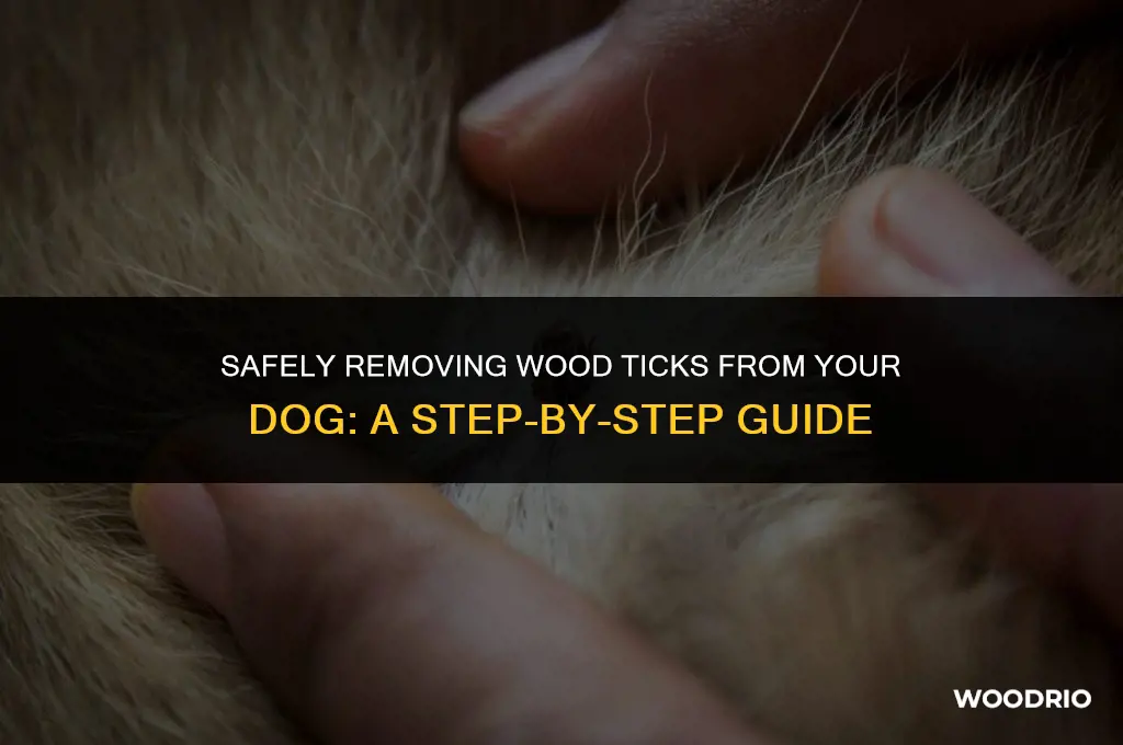how do i remove a wood tick from my dog
