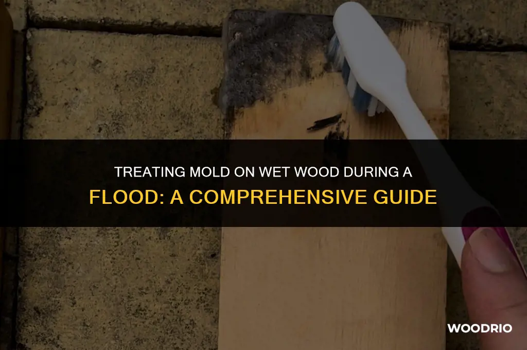 how do treat mold on wet wood during a flood