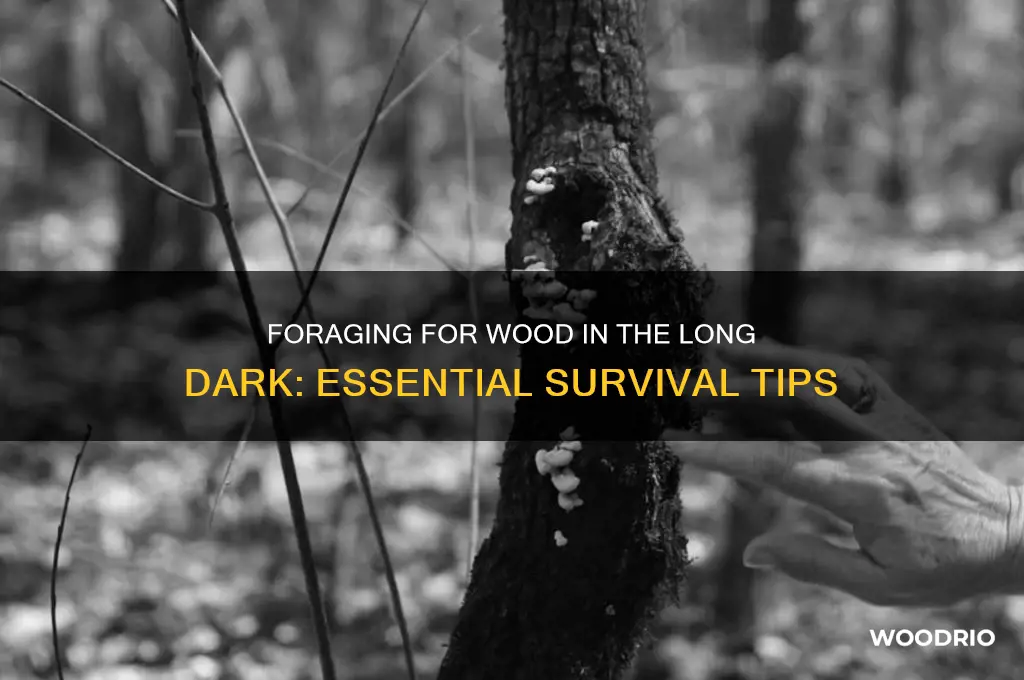 how do you forage for wood in the long dark