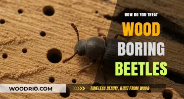 Effective Ways to Treat and Prevent Wood-Boring Beetles