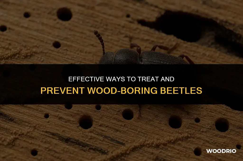 how do you treat wood boring beetles