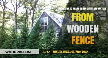 Planting Green Giant Arborvitae Near Wooden Fences: Optimal Spacing Guide