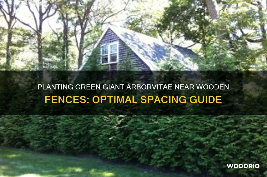 how far to plant green giant arborvitae from wooden fence