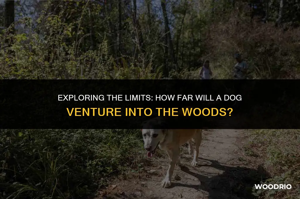 how far will a dog run into the woods