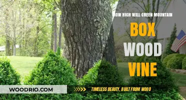 Exploring the Growth Potential of Green Mountain Boxwood Vine