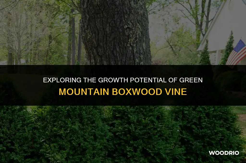 how high will green mountain box wood vine