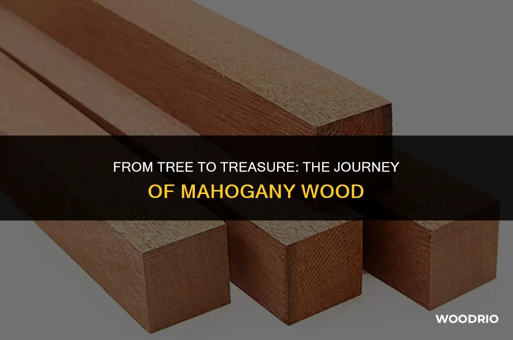 how is mahogany wood made