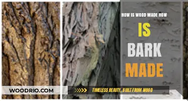 Exploring the Natural Wonders: How Wood and Bark Are Formed