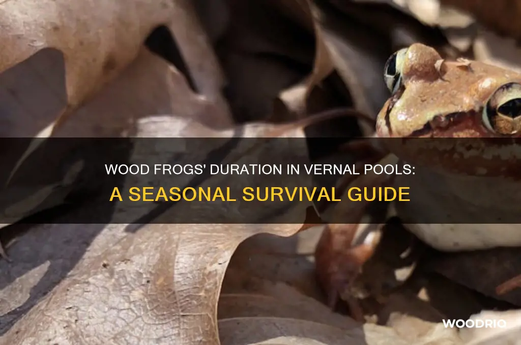 how long are wood frogs in vrrnal pool
