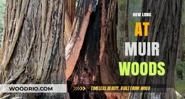 Exploring Muir Woods: Ideal Time to Spend Among the Redwoods