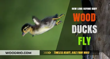When Do Baby Wood Ducks Take Flight? A Timeline Guide