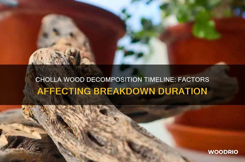 how long before cholla wood breaks down