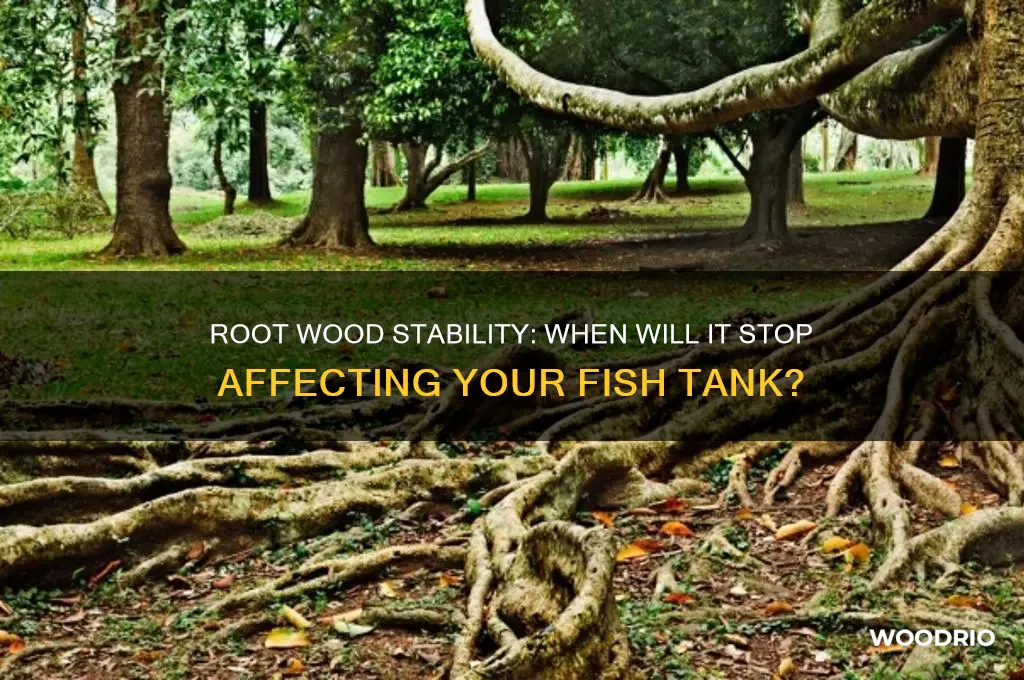 how long before root woods stops messing up fish tank
