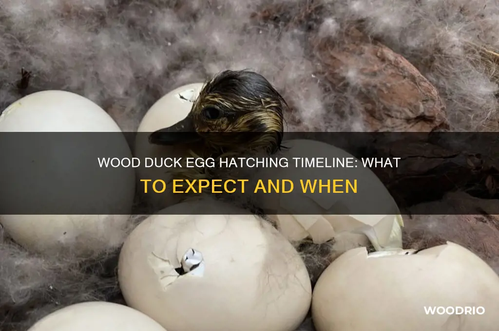 how long before wood duck eggs hatch