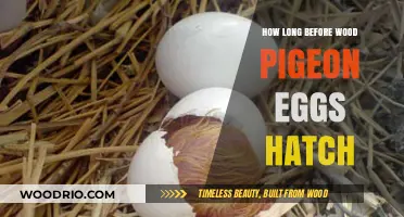 Wood Pigeon Egg Hatching Timeline: What to Expect and When