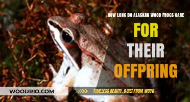 Alaskan Wood Frogs: Parental Care Duration and Offspring Survival Insights