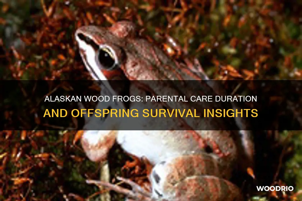 how long do alaskan wood frogs care for their offpring