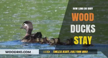 Baby Wood Ducks' Stay Duration: A Complete Growth Timeline