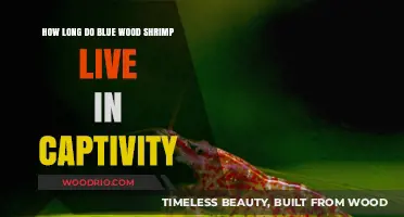 Blue Wood Shrimp Lifespan: Captive Care and Longevity Secrets