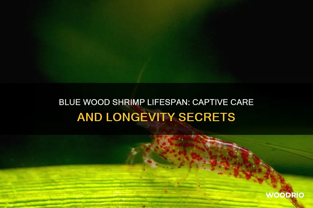 how long do blue wood shrimp live in captivity