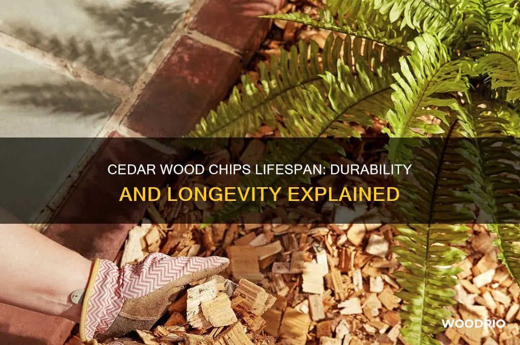 how long do cedar wood chips last