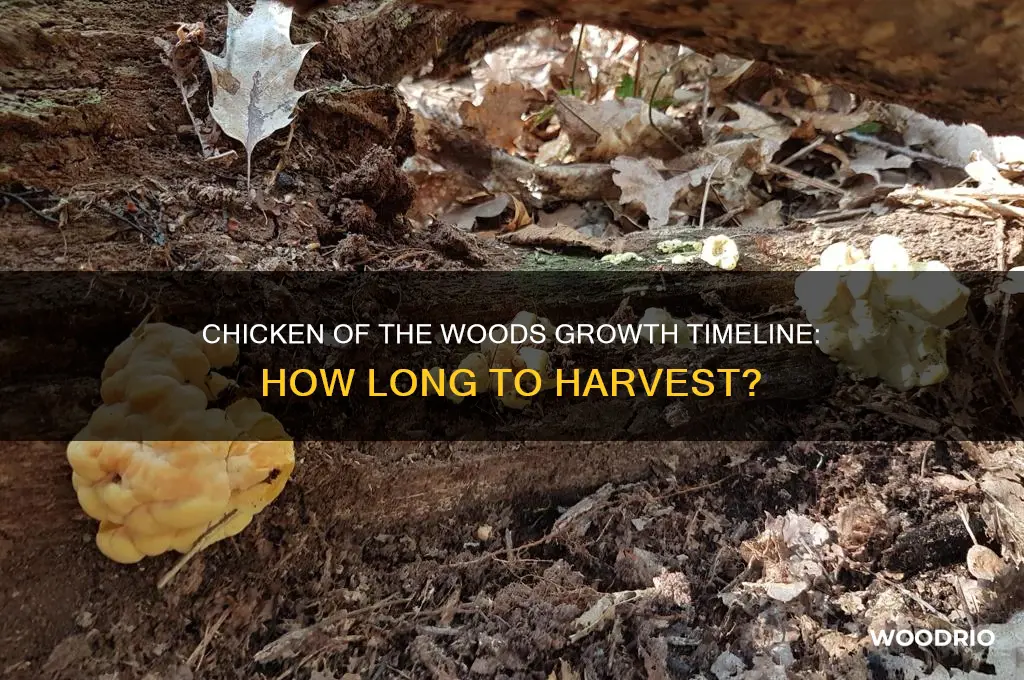 how long do chicken of the woods take to grow