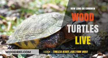 Discover the Lifespan of Common Wood Turtles: Facts and Insights