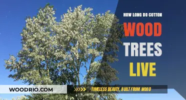 Understanding the Lifespan of Cottonwood Trees: A Comprehensive Guide