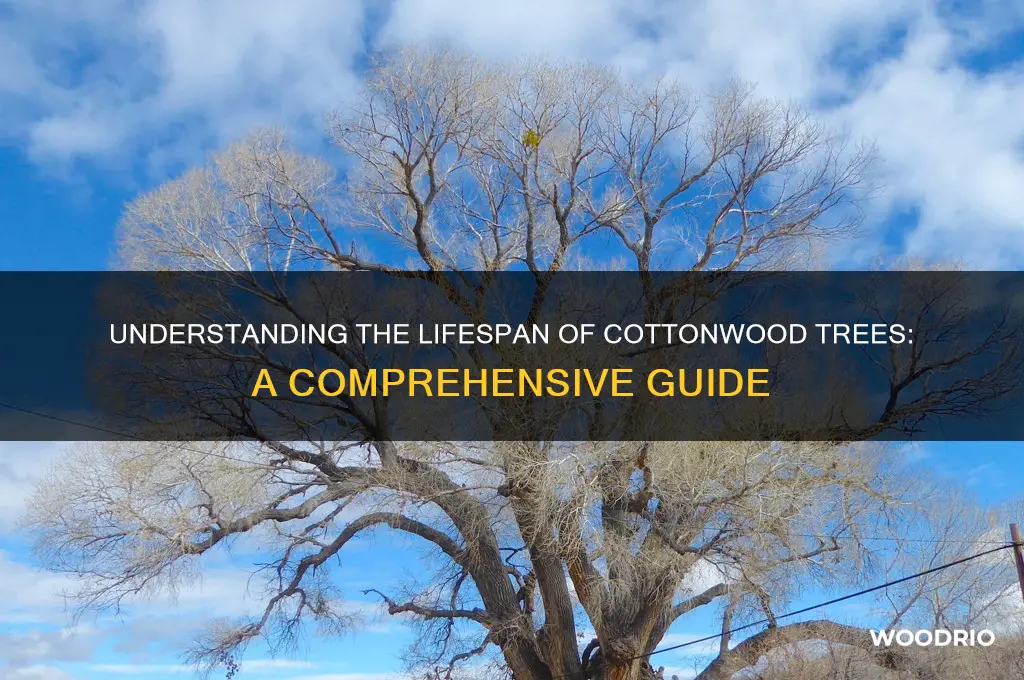 how long do cotton wood trees live