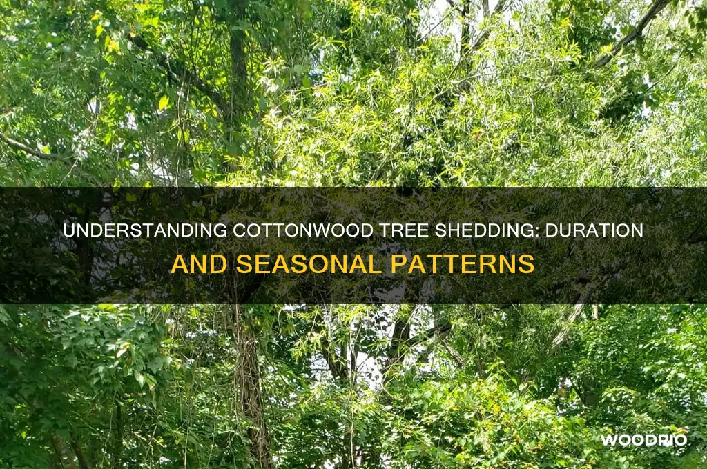 how long do cotton wood trees shed