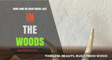Deer Antler Sheds: Lifespan and Decay in Woodland Environments