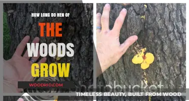 Understanding the Growth Cycle of Hen of the Woods Mushrooms