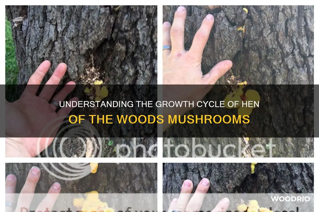 how long do hen of the woods grow
