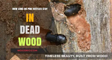 Pine Beetle Lifespan in Dead Wood: Understanding Their Duration