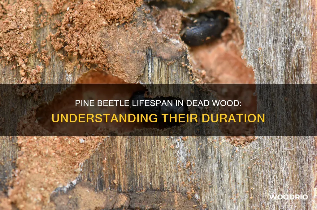how long do pine beetles stay in dead wood