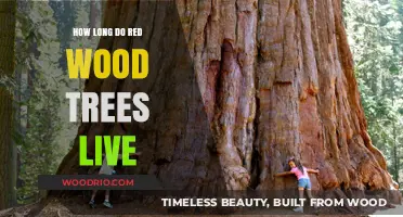 The Lifespan of Redwoods: How Long Do These Giants Live?