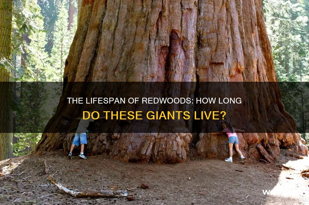how long do red wood trees live