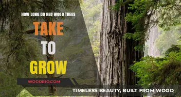 Redwood Growth Timeline: Understanding the Slow Journey of Giants