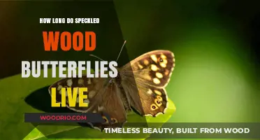 Speckled Wood Butterfly Lifespan: Understanding Their Survival Duration